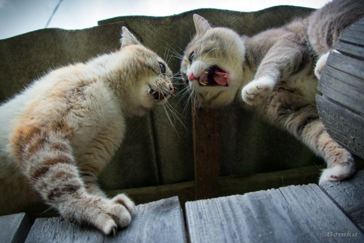 Ругание для кота