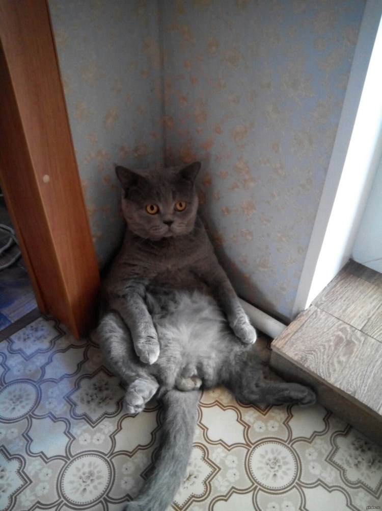 Котята дерутся