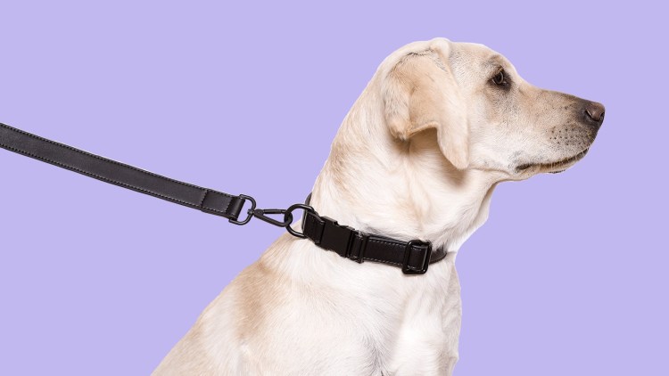 Halti недоуздок