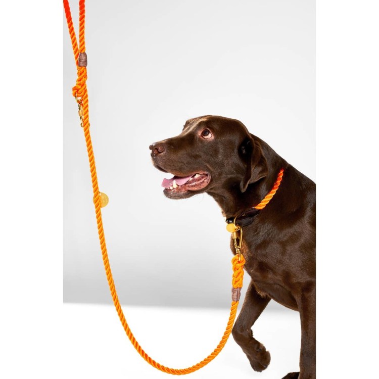 Ошейник спасатель