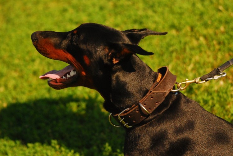 Доберман в строгом ошейнике