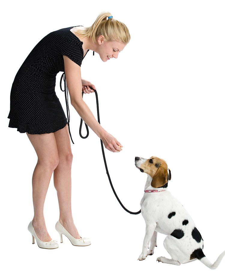 Поводок для собак