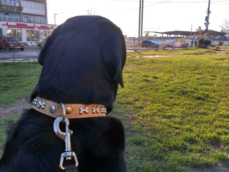 Намордник для собак