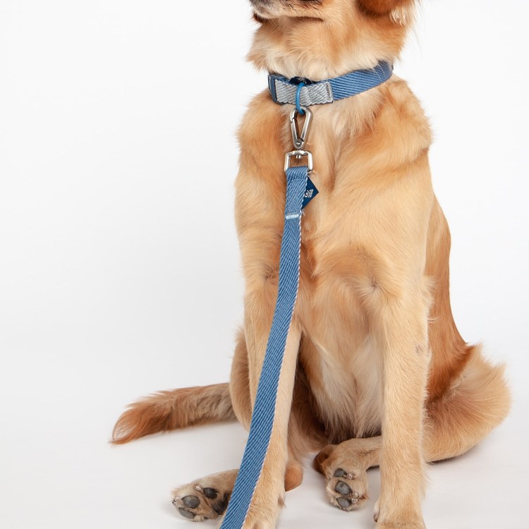 Ошейник для собак