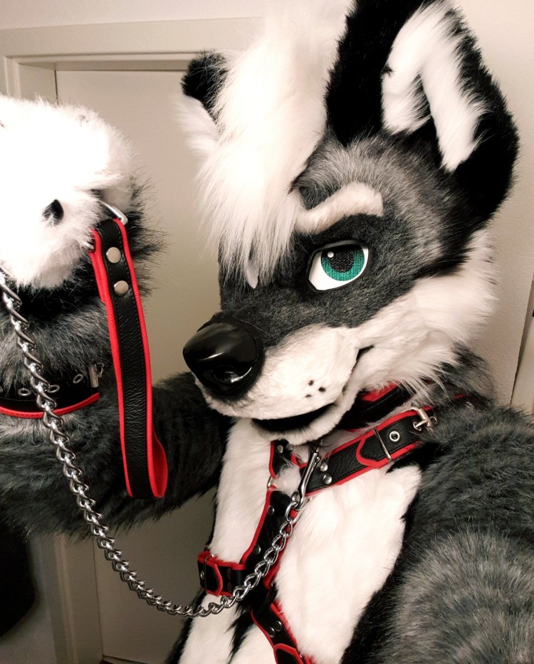 Собака на цепи