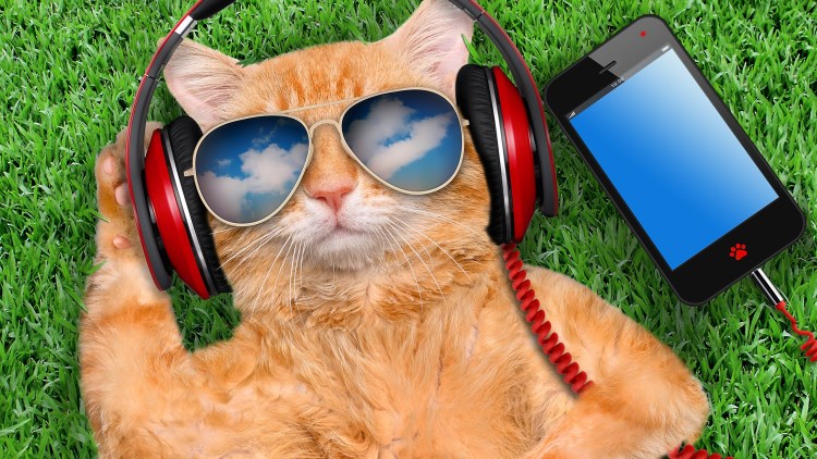 Котенок в наушниках