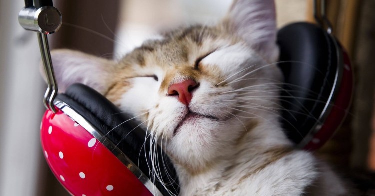 Кот за компом