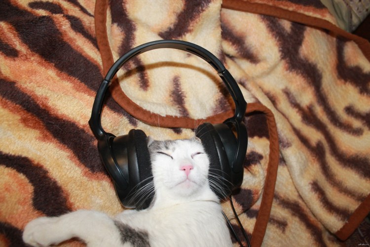 Музыкальный котик