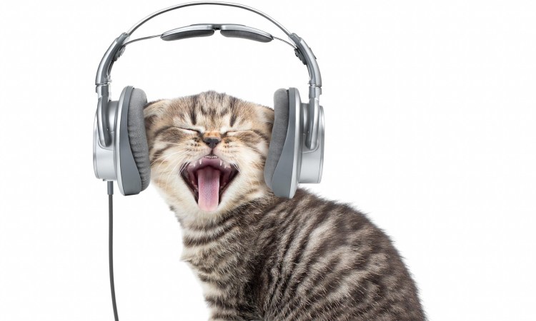 Милый котик в наушниках