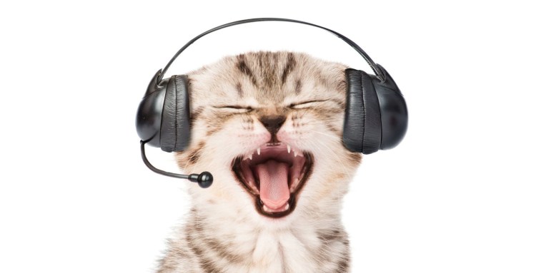 Котенок с наушниками