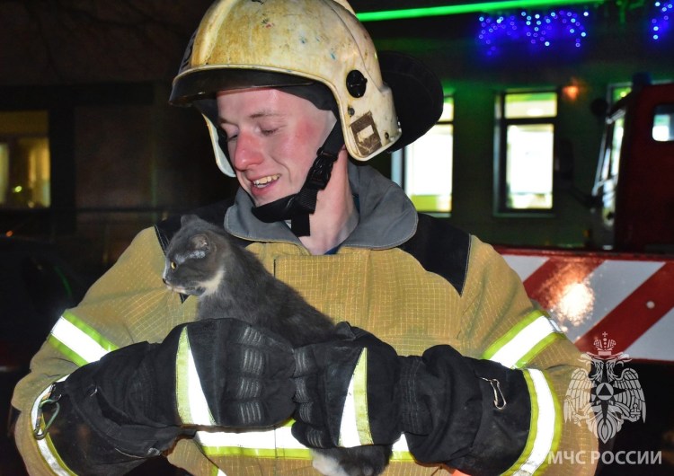 Кошка в наушниках