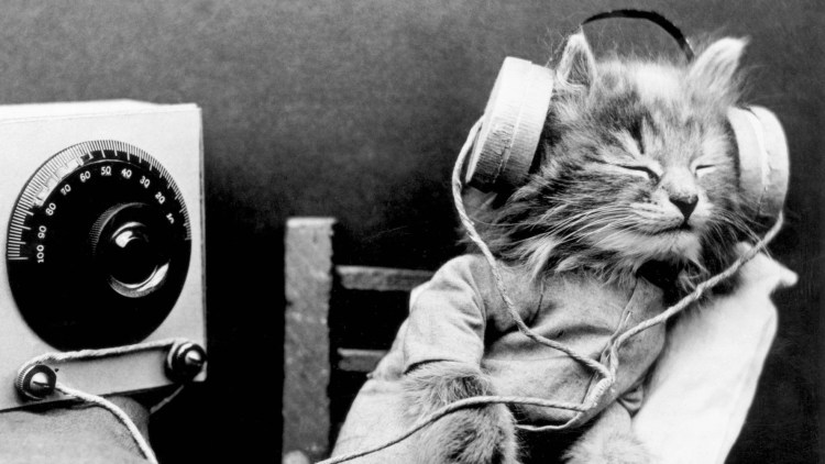 Кот в наушниках