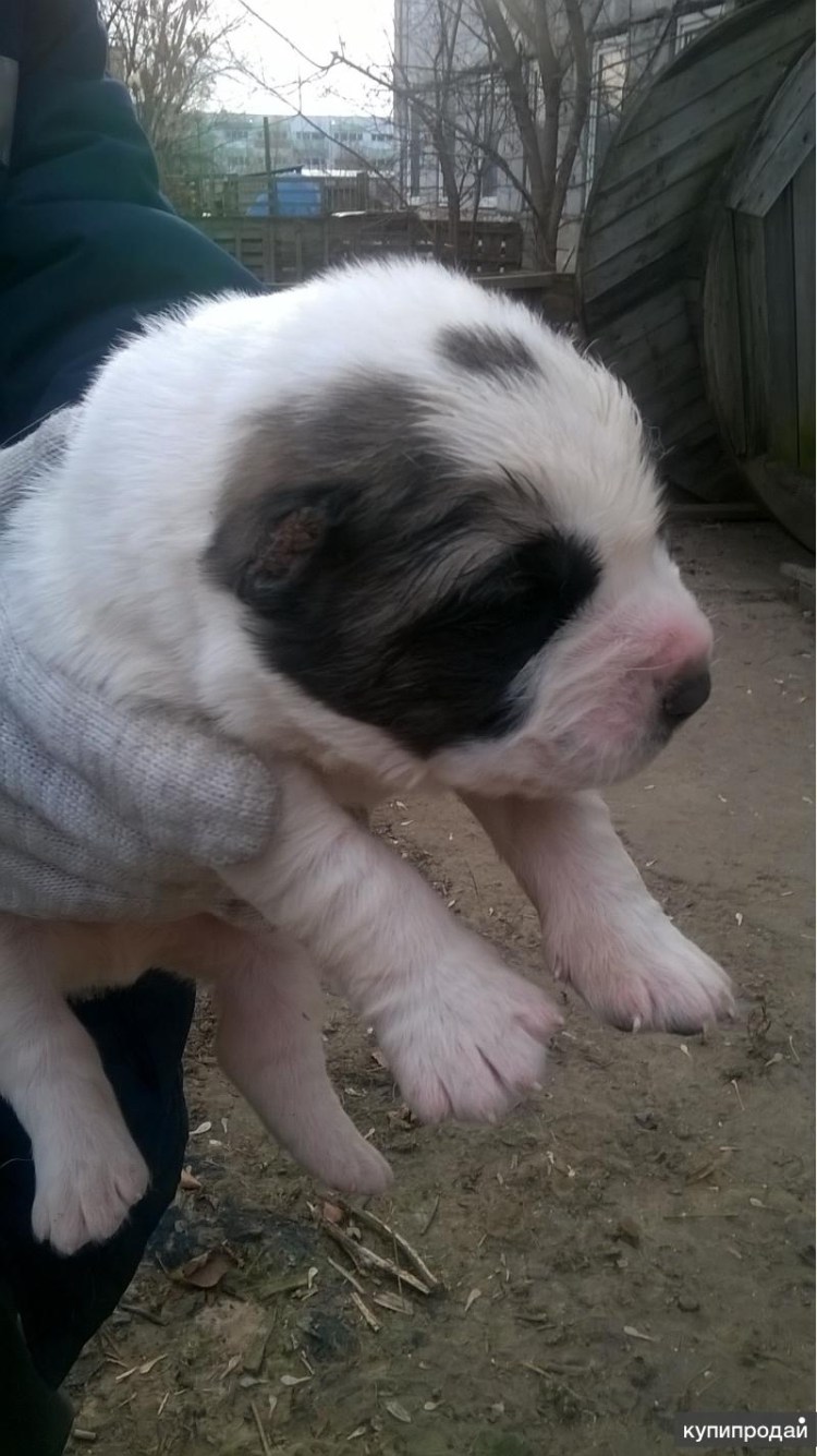 От чего зависит окрас щенков алабая