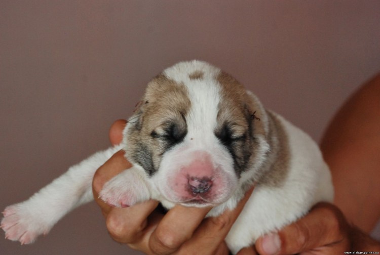 Щенки алабая 1 рожденные