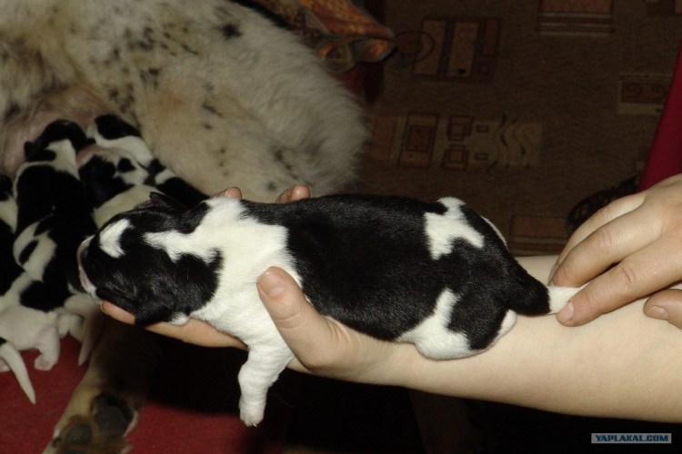 Щенки алабая