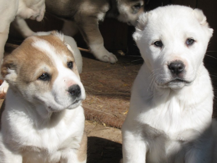 Среднеазиатская овчарка черная новорожденный щенок