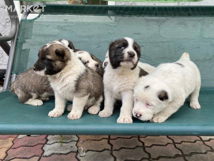 Щенок алабая 1 месяц