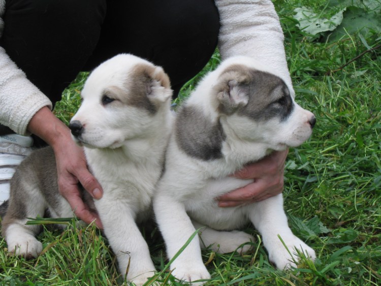 Собака алабай Уфа