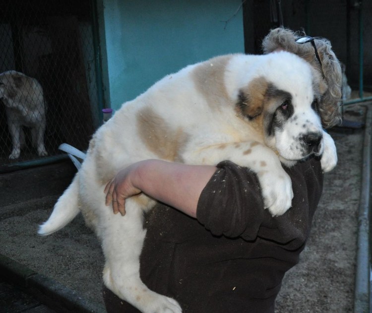 Щенок алабая 2 недели