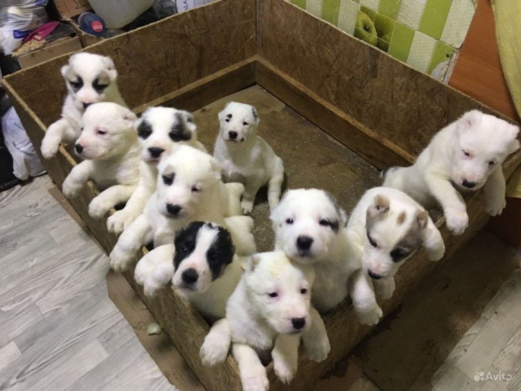 Новорожденный щенок алабая