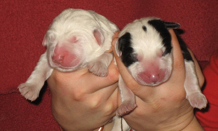 Щенки алабаев Новорожденные