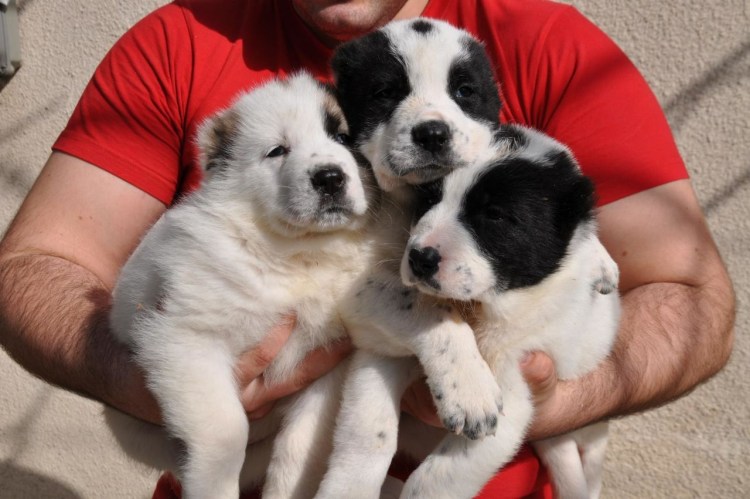 Эмир щенок алабай