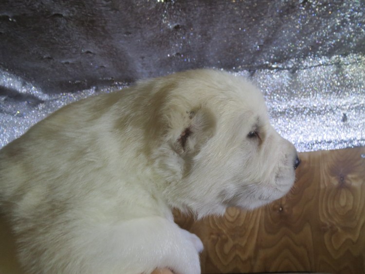 Питомник алабаев в Москве и Московской области