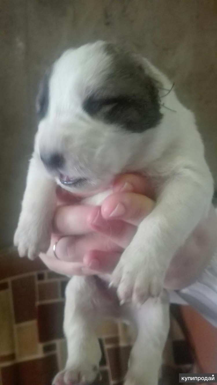 Новорожденные щенки алабая