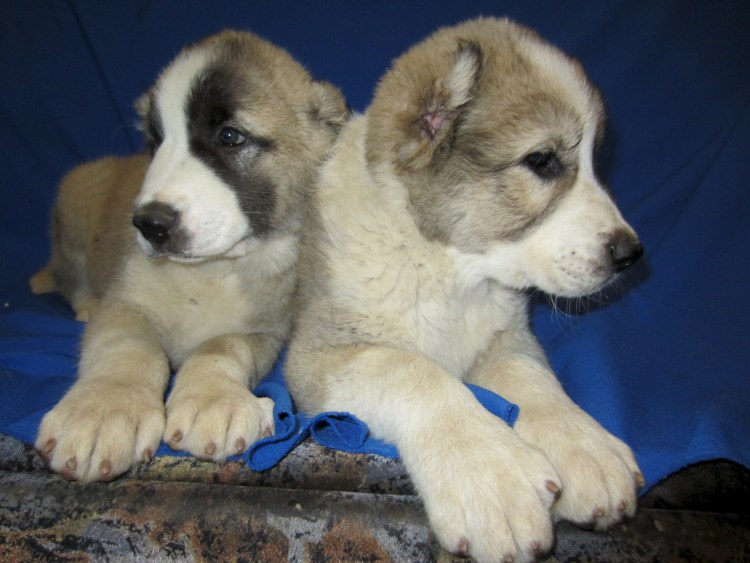 Видимо про собачек