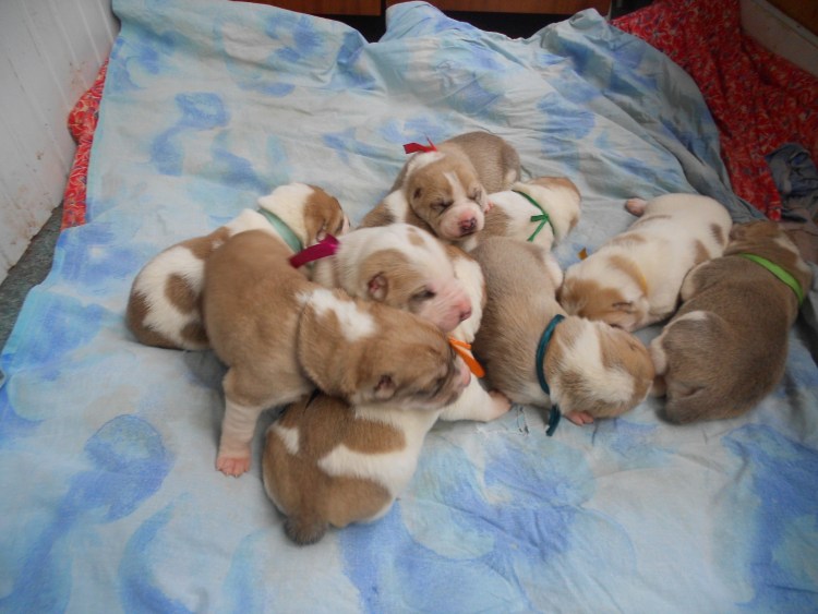 Алабай щенок авито