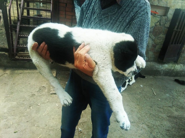 Новорожденный алабай