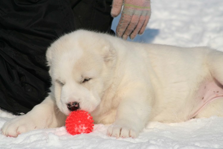 Глаза алабая