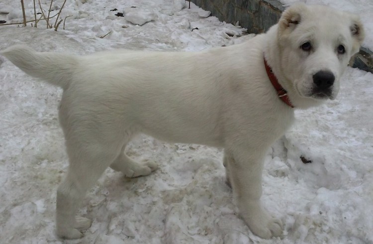 Среднеазиатская лайка