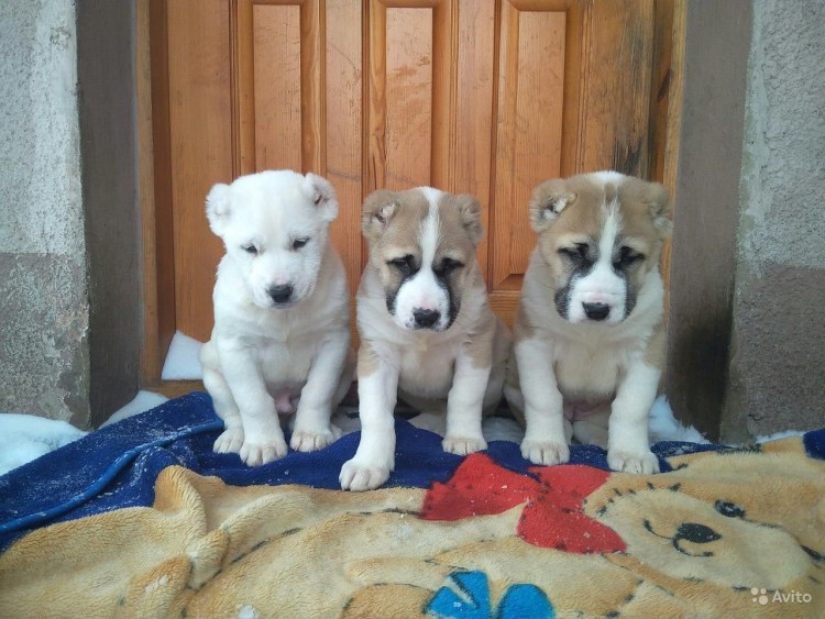 Среднеазиатская овчарка медвежьего типа