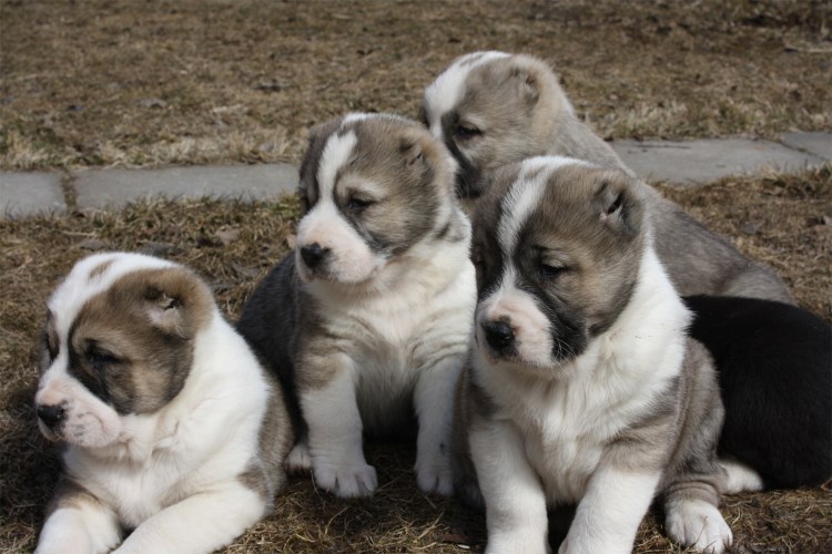 Алабай щенок с человеком