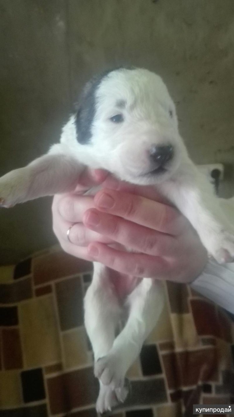 Щенят алабая и мама алабай