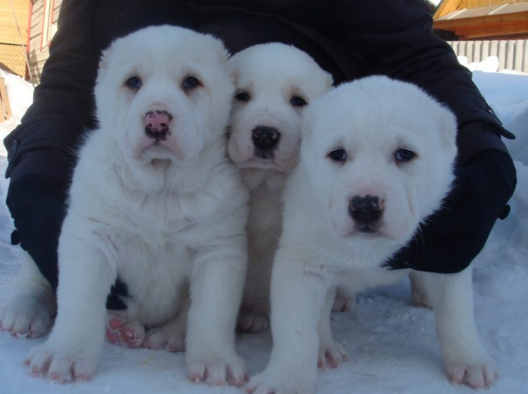 Лайка Среднеазиатская щенок