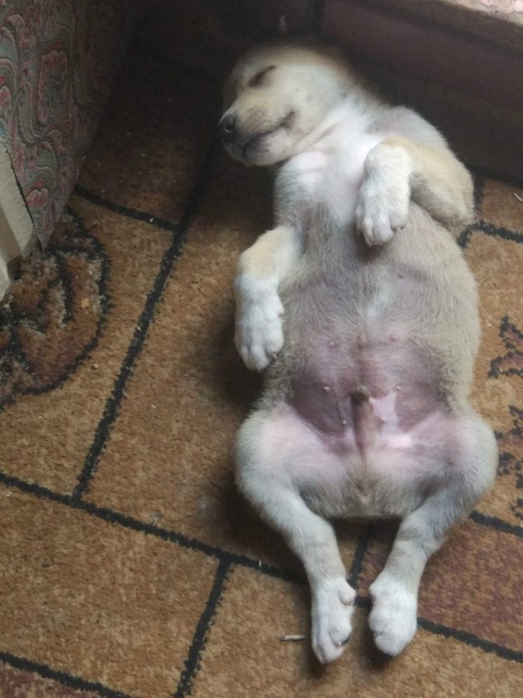 Только родившиеся щенки