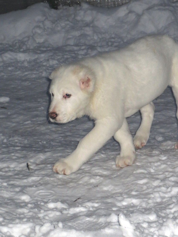 Среднеазиатская овчарка алабай папа