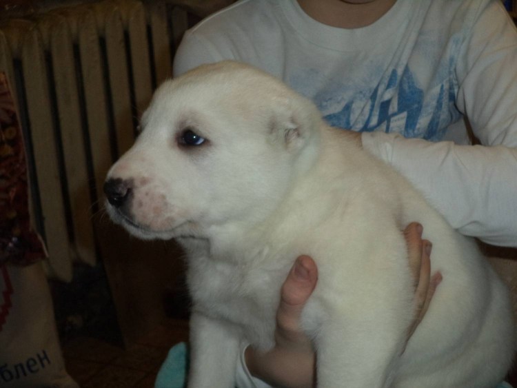 Алабай собака мальчик