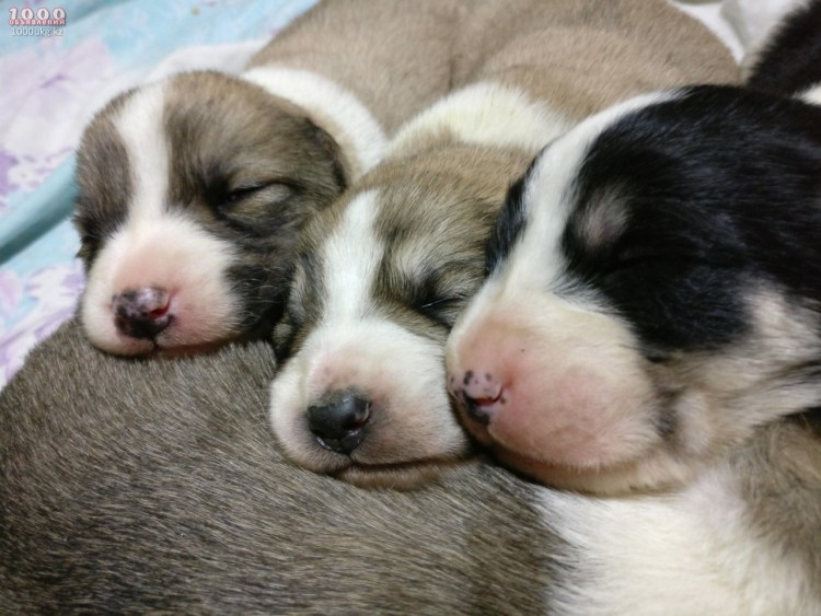 Щенок калгай