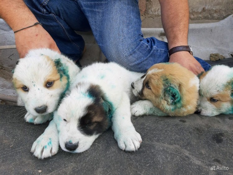 Новорожденная Среднеазиатская овчарка