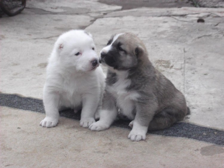 Милый Королевский алабай