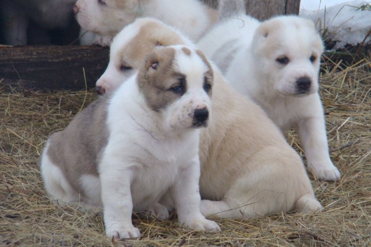 Алабай собака щенок 2 месяца вес