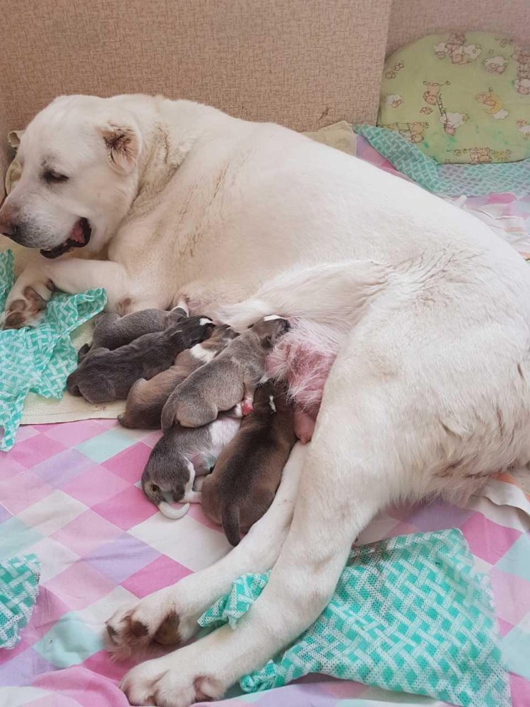 Новорожденный щенок алабая