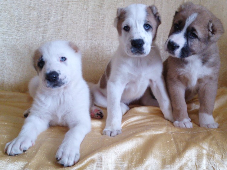 Щенок алабая пушистый