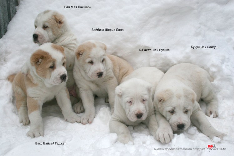 Алабай тяжи