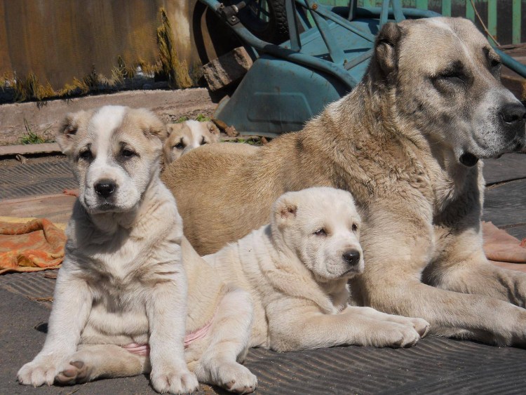 Алабай собака щенок