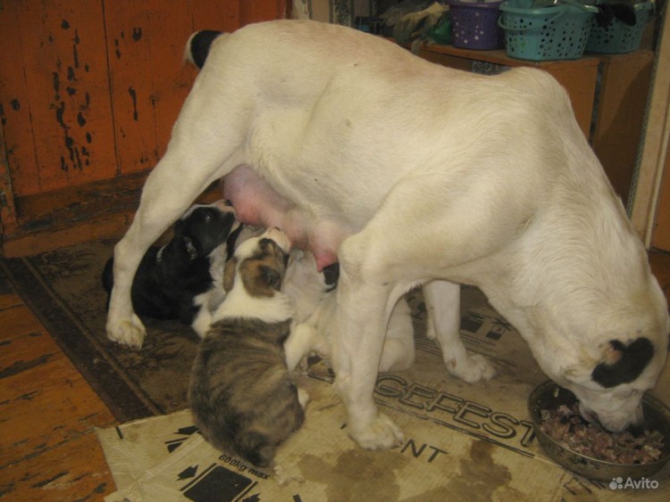 2 Недельные щенки алабая