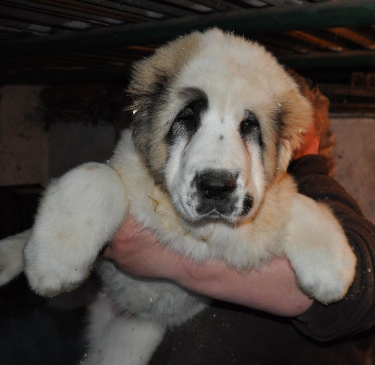 Новорожденные щенки кангала